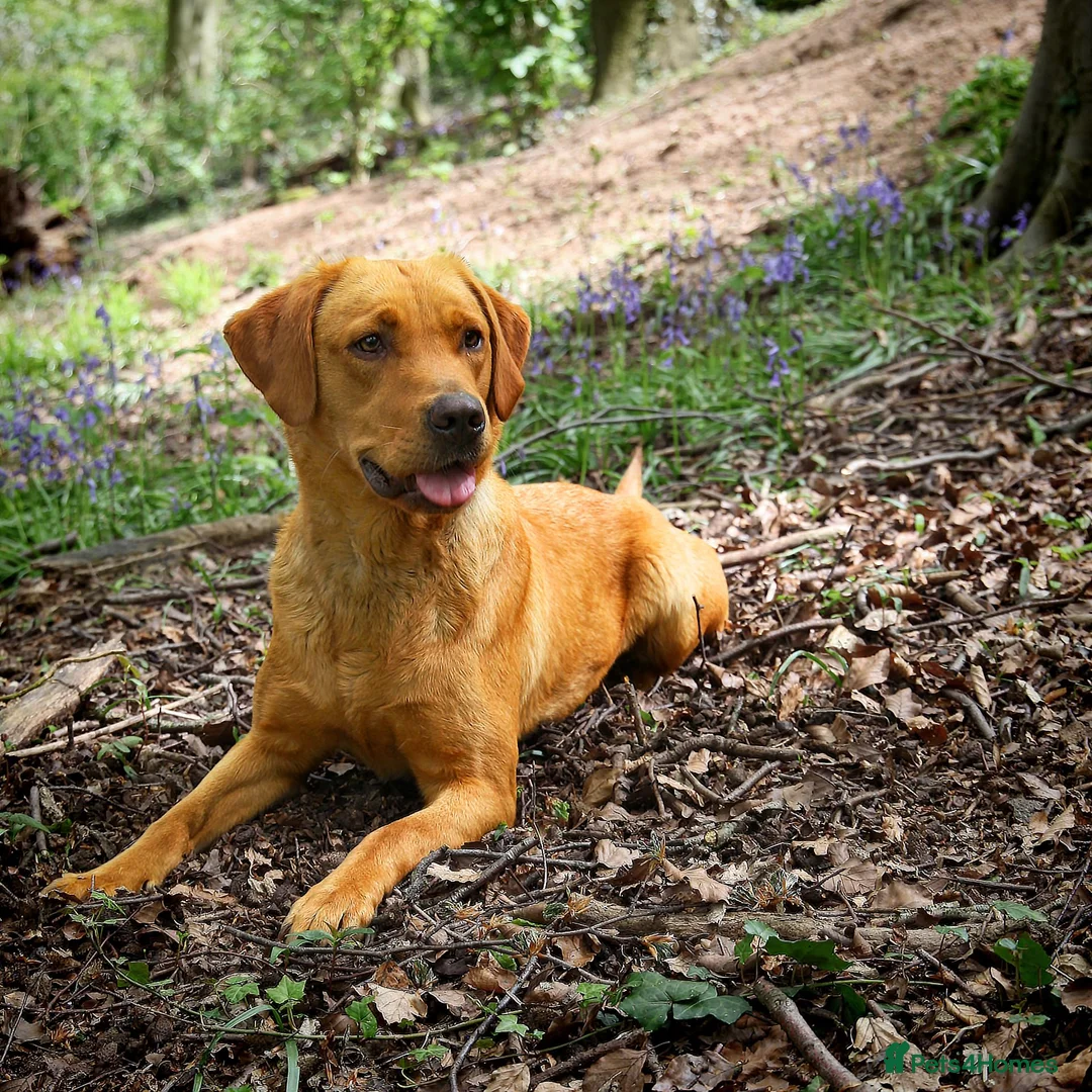 Labrador Retriever dogs for sale: RKC Health Tested Fox Red Labrador Puppies - NI - Advert 1