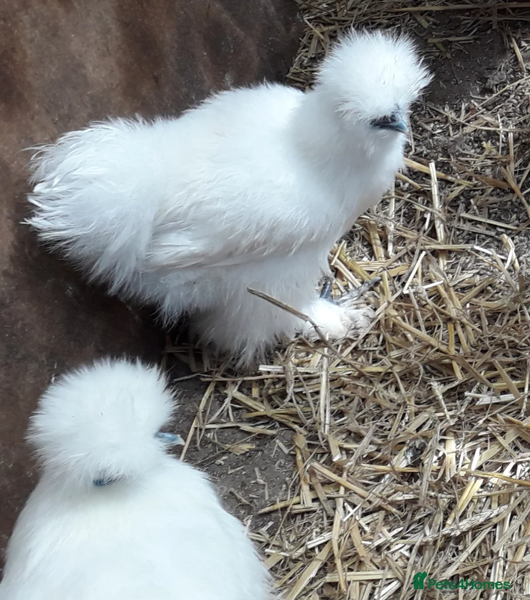 Chickens poultry for sale: Silkie bantams all female - Advert 1