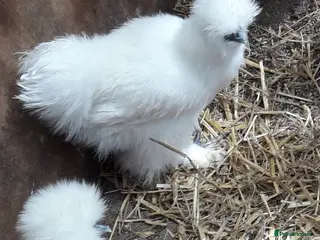 Chickens poultry Silkie bantams all female - Advert 1