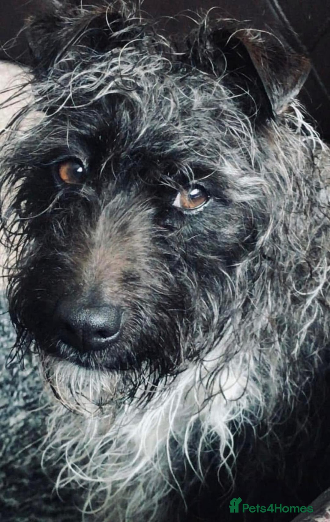 Patterdale Terrier dogs for sale: Female patterdale terrier for rehoming  - Advert 2