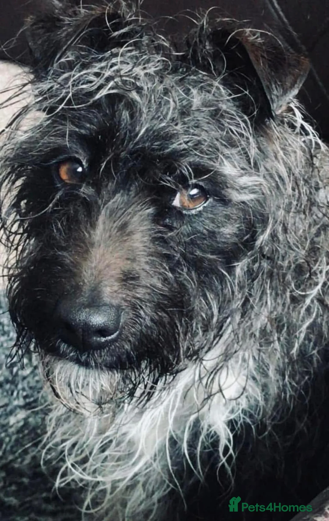 Patterdale Terrier dogs for sale: Female patterdale terrier for rehoming  - Advert 2