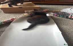 Domestic Shorthair cats for sale: Three kittens needing forever homes  - Image 6
