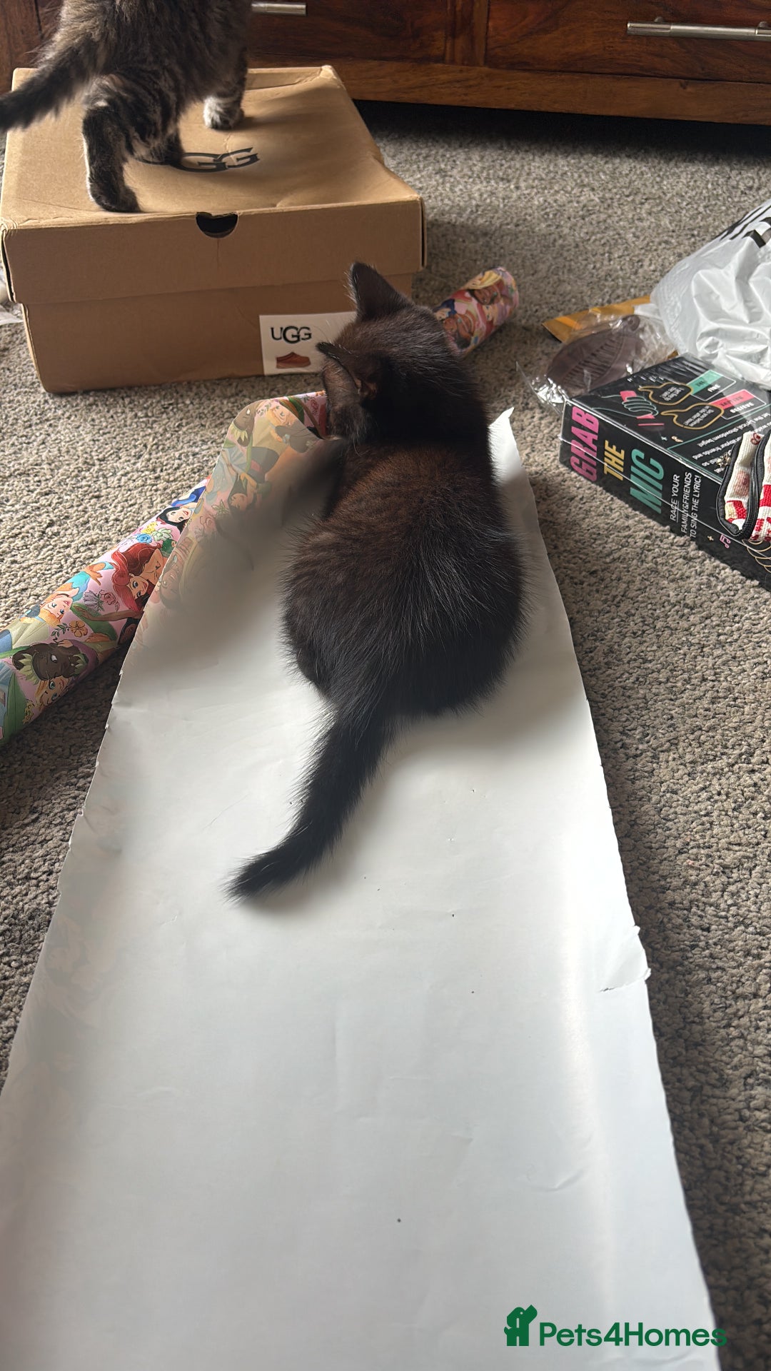 Domestic Shorthair cats for sale: Three kittens needing forever homes  - Image 6