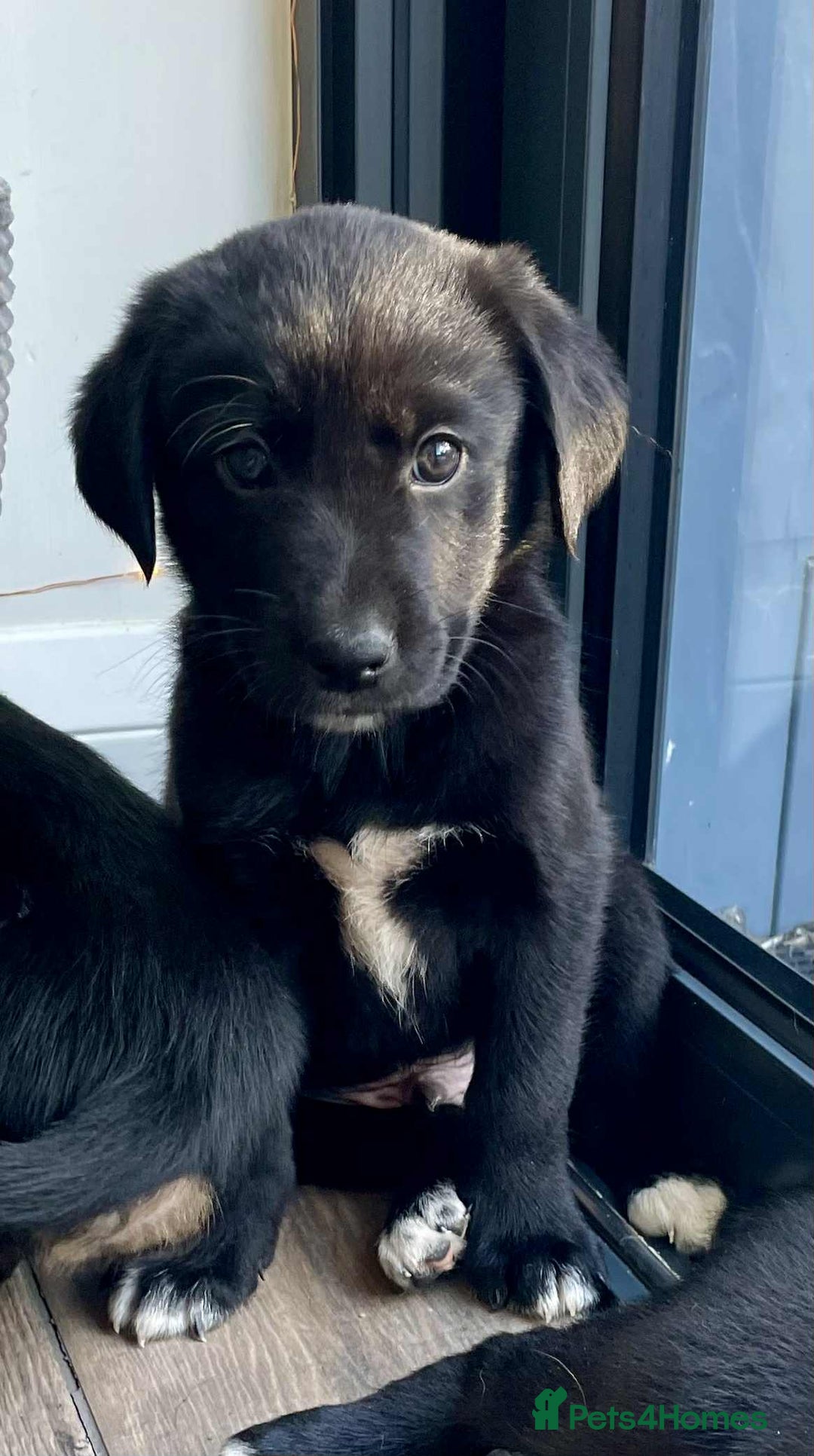 Borador dogs for sale: Borador puppies ready for new homes - Image 12