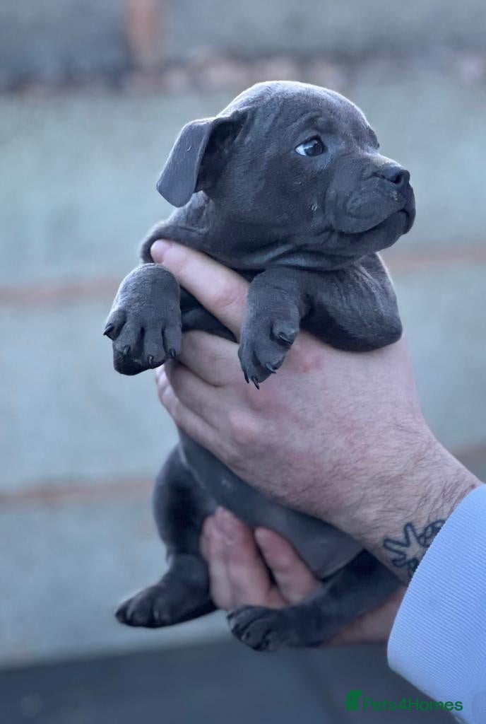 Staffordshire Bull Terrier dogs classical blue staffys ready - Advert 8