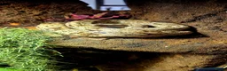Snake reptiles for sale: Hog Island Boa in Knutsford - Advert 1