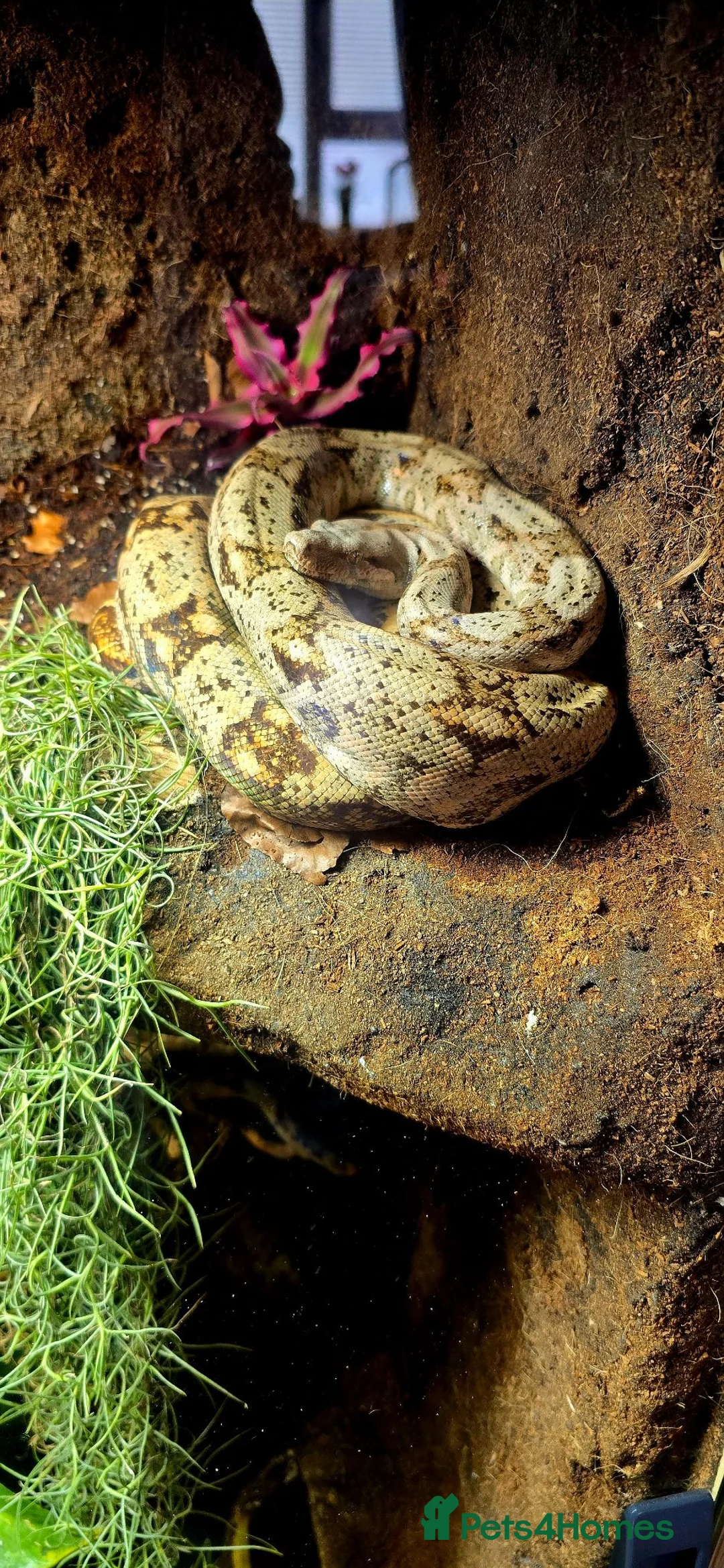 Snake reptiles for sale: Hog Island Boa in Knutsford - Advert 1