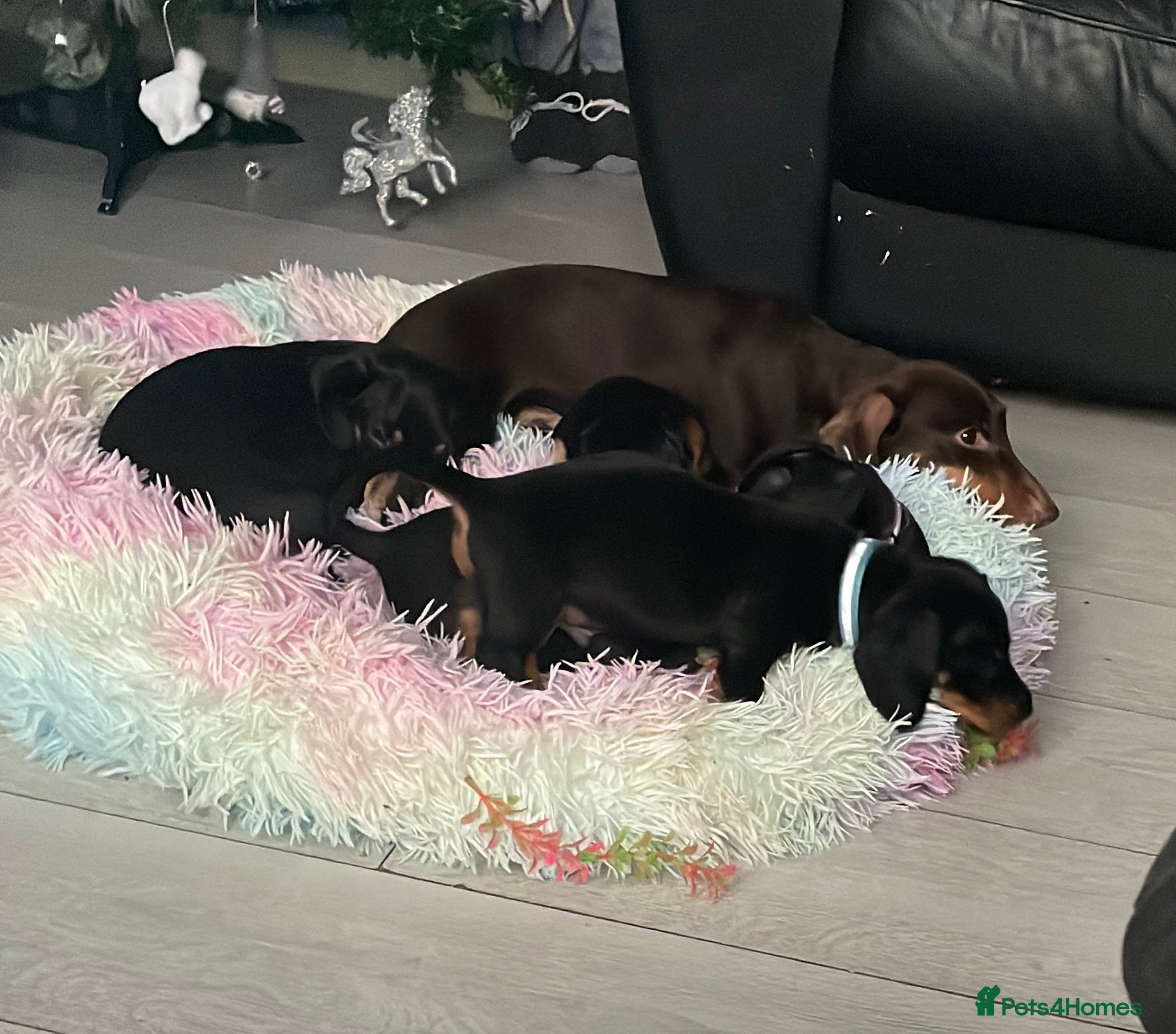 Dachshund dogs Dachound puppies - Advert 3