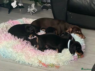 Dachshund dogs Dachound puppies - Advert 3