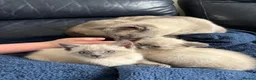 Siamese cats for sale: Lilac/ blue point Siamese 1 boy 2 girls  - Advert 6