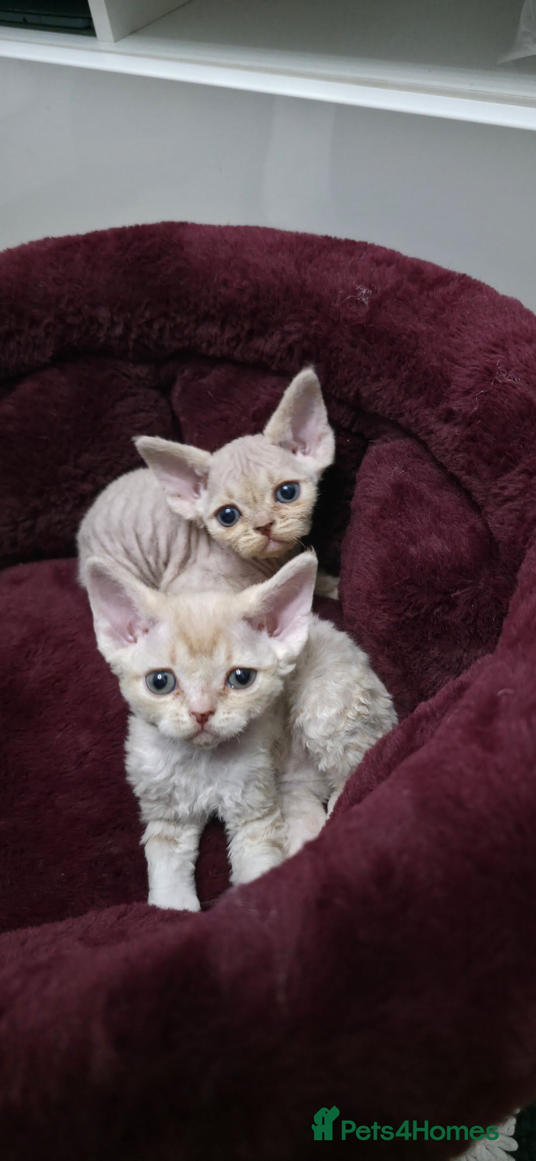 Devon Rex cats for sale: ❤️ Gorgeous Devon Rex Girls ❤️ - Advert 3