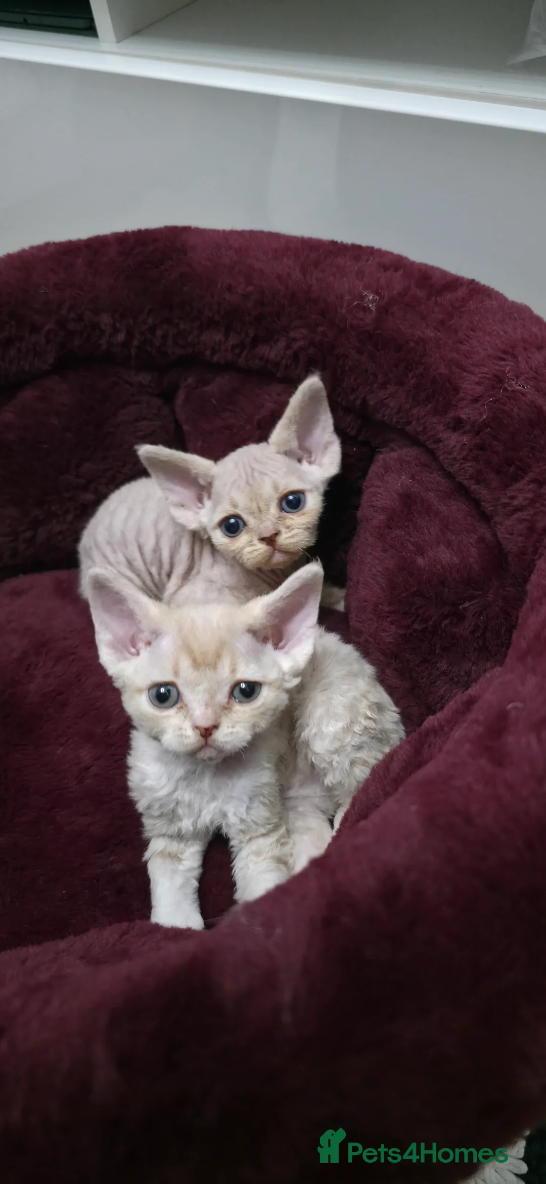 Devon Rex cats for sale: ❤️ Gorgeous Devon Rex Girls ❤️ - Advert 10