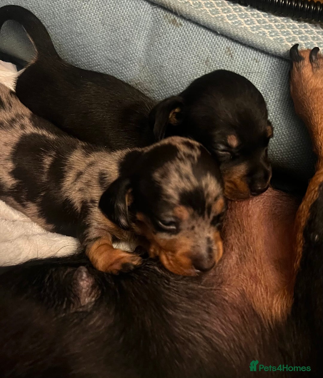 Miniature Dachshund dogs for sale: REDUCED One female stunning miniature dachshund - Advert 14