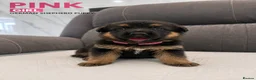 German Shepherd dogs for sale: ⭐️7 Beautiful German Shepherd Puppies⭐️ in Rugby - Advert 25