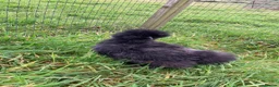 Chickens poultry for sale: Chickens various breeds - Advert 9