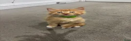 Mixed Breed cats for sale: Ginger and White kittens - Advert 10