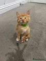 Mixed Breed 6 - Green Collar