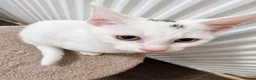 Mixed Breed cats for sale: Stunning litter- Khao Manee/Domestic Shorthair mix - Advert 7