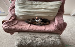 Oriental cats for sale: Sweet Little Calico Baby - Image 11