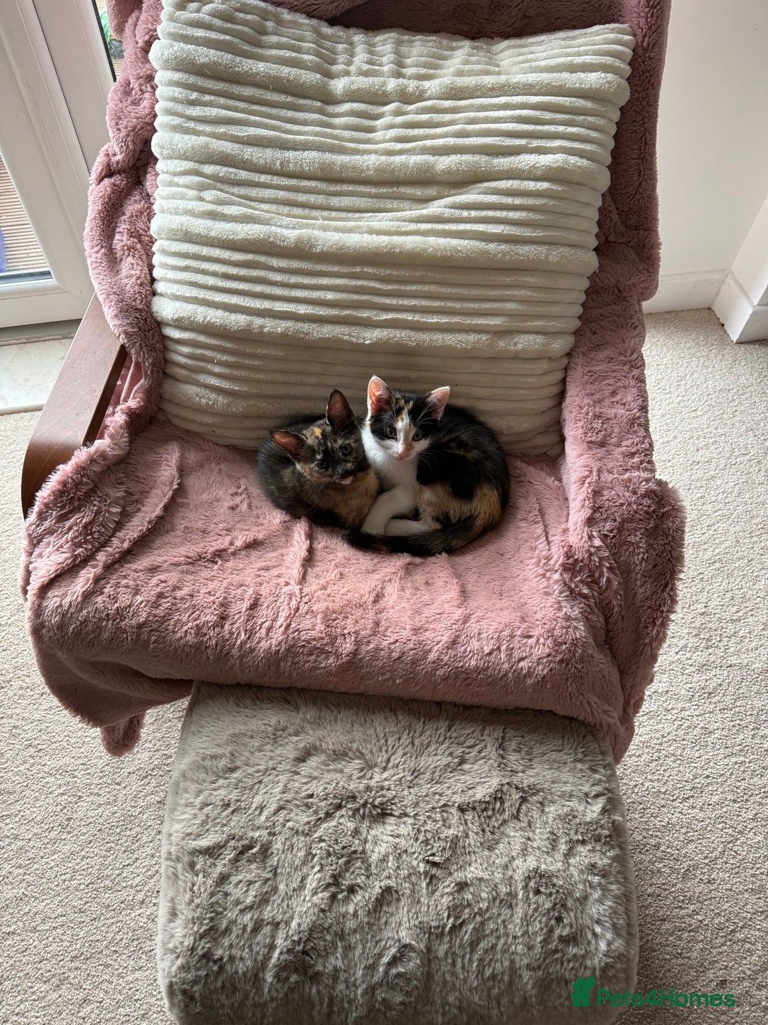 Oriental cats for sale: Sweet Little Calico Baby - Image 11