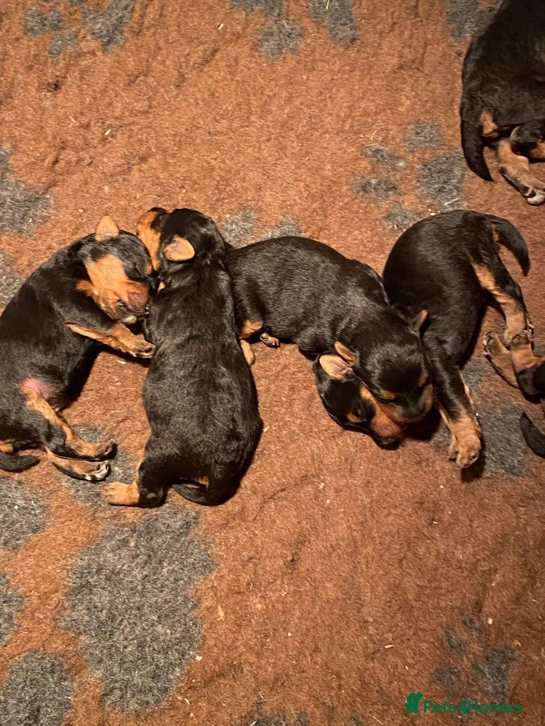 Welsh Terrier dogs for sale: PLL clear, Stunning KC reg Welsh Terrier Puppies - Advert 17