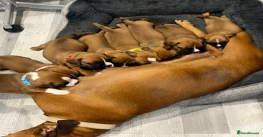 Boxer dogs - Advert 14