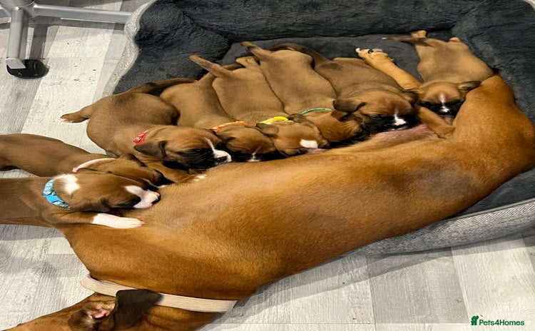 Boxer dogs - Advert 1