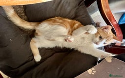Domestic Shorthair cats for sale: Unique & Beautiful Tabby kitten - Image 5