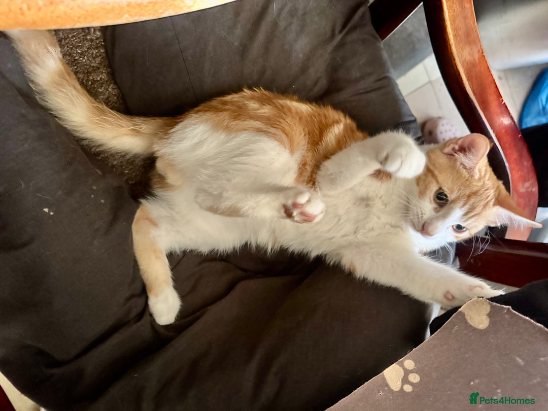 Domestic Shorthair cats for sale: Unique & Beautiful Tabby kitten - Image 5