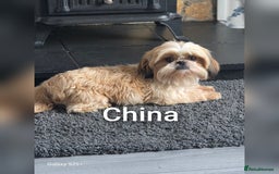 Shih Tzu dogs for sale: 3 lovely adult girls  - Image 2