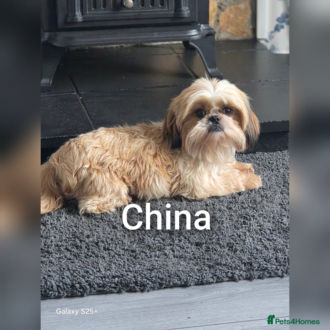 Shih Tzu dogs for sale: 3 lovely adult girls  - Image 2