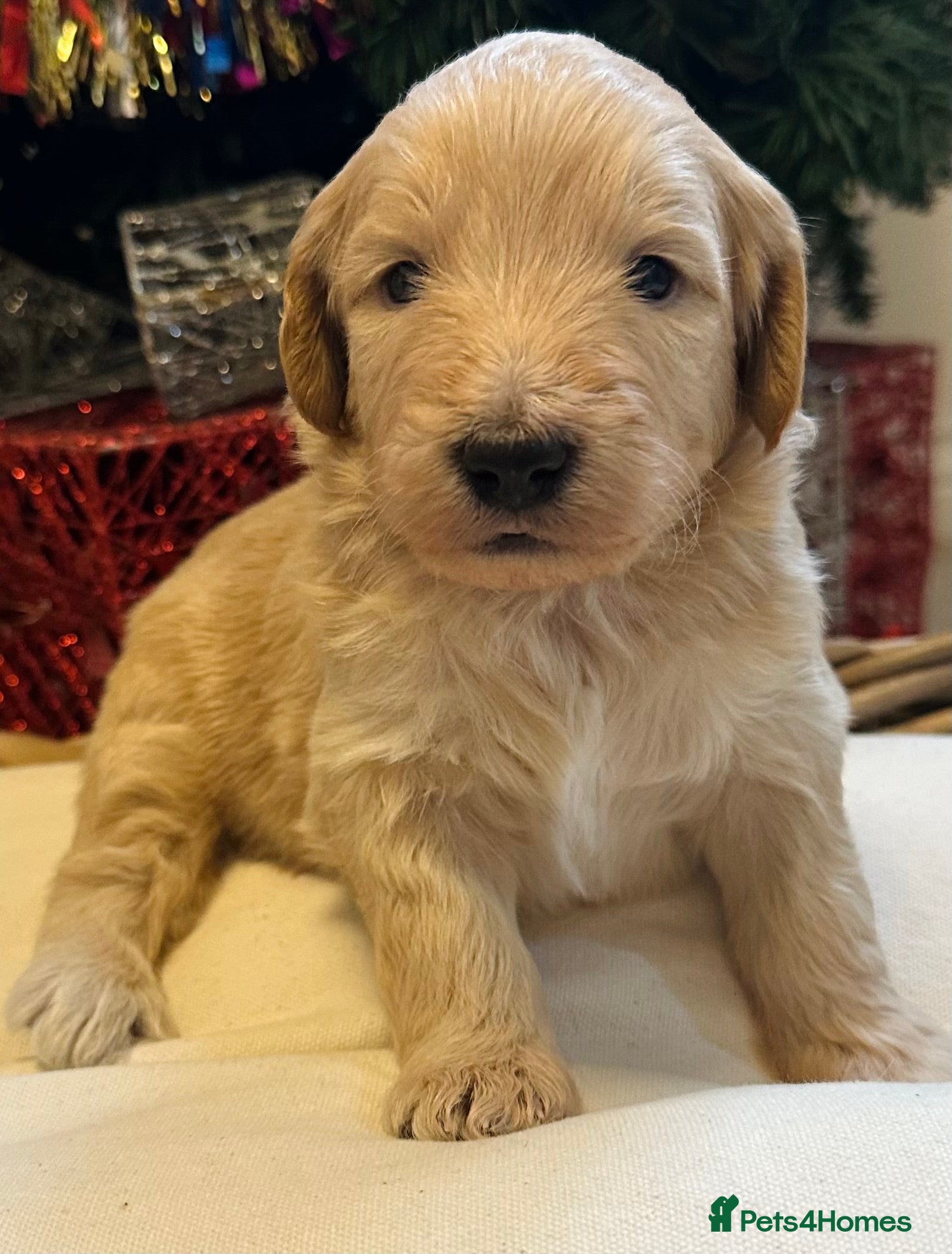 Mixed Breed dogs Australian double doodles  - Advert 1