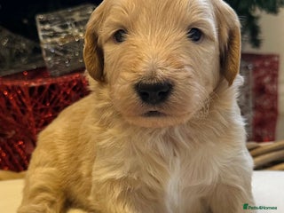 Mixed Breed dogs Australian double doodles - Advert 2