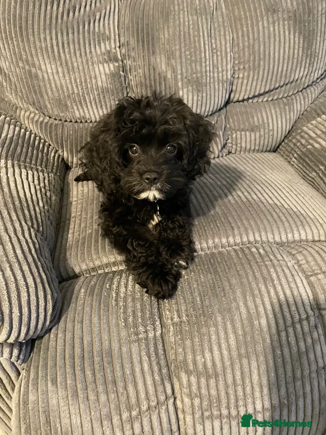 Cavapoo dogs for sale: Cavapoo boy for sale  in Northallerton - Advert 3