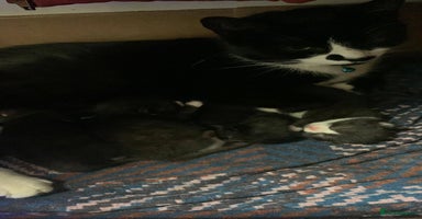 Mixed Breed cats Beautiful Sweet Kittens - Advert 8