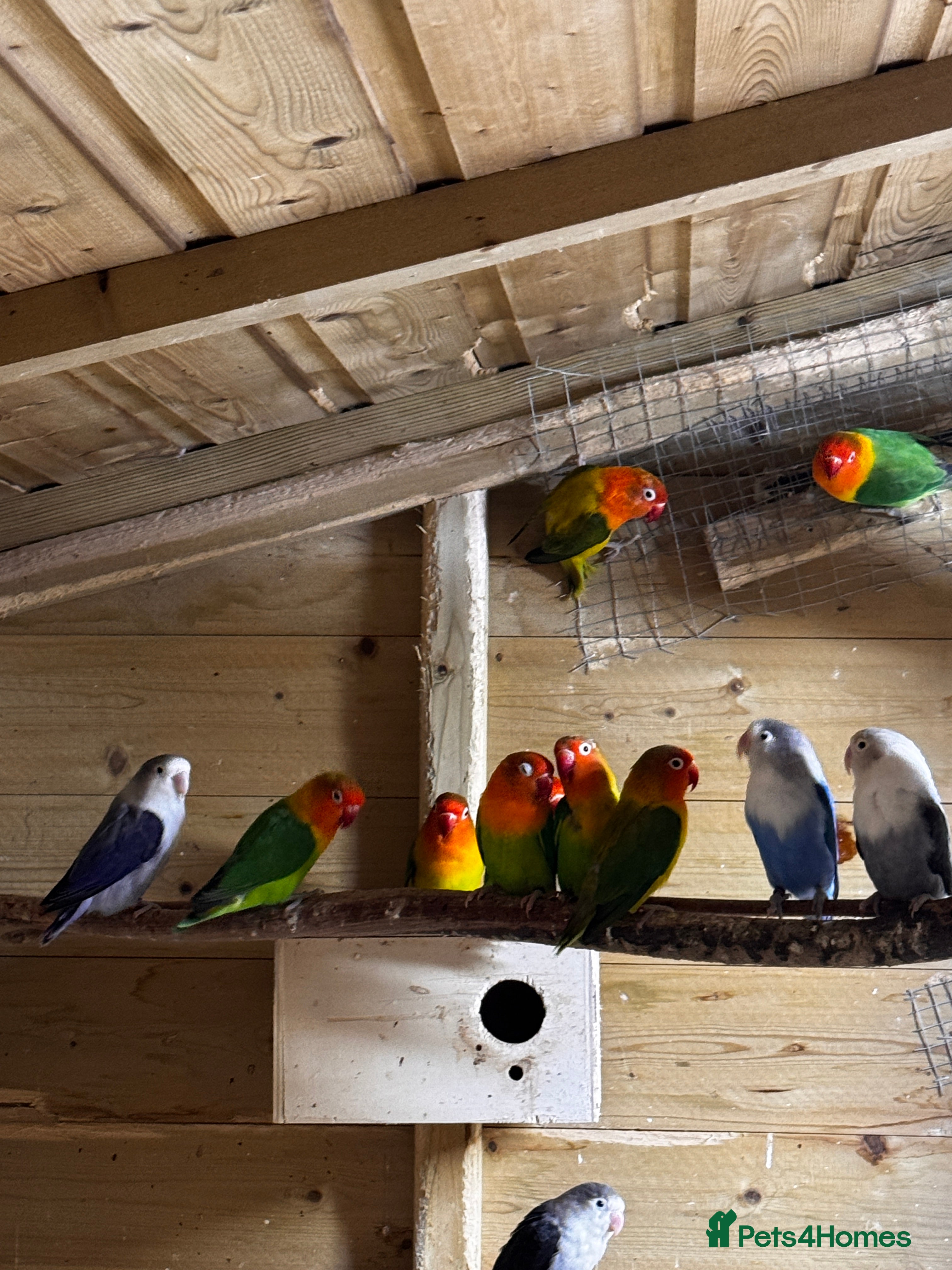 Lovebirds birds Lovebirds for sale - Advert 14