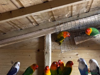 Lovebirds birds Lovebirds for sale - Advert 14