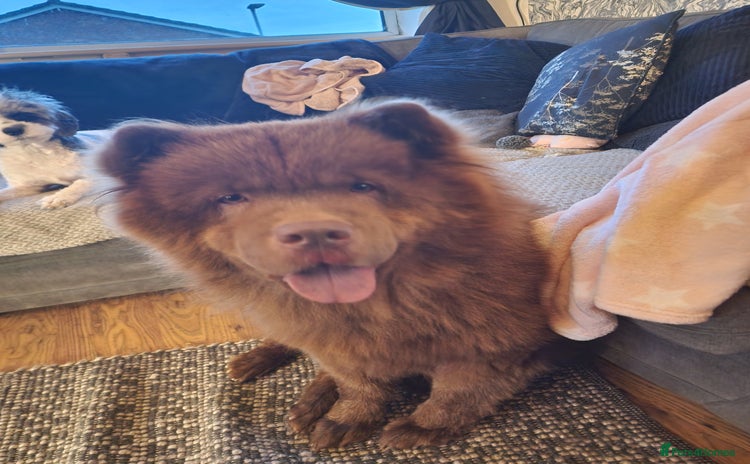 Chow Chow dogs - Advert 12