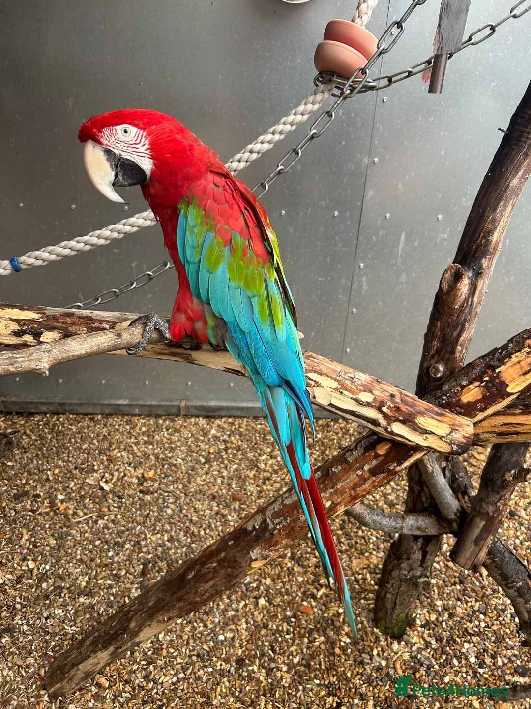 Macaws birds for sale: Green wing macaw  - Advert 1