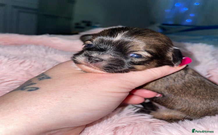 Mixed Breed dogs Puppies  - Advert 10