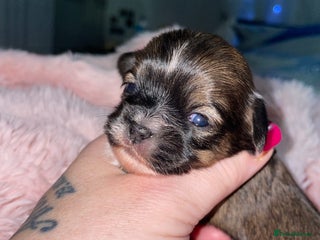 Mixed Breed dogs Puppies - Advert 2