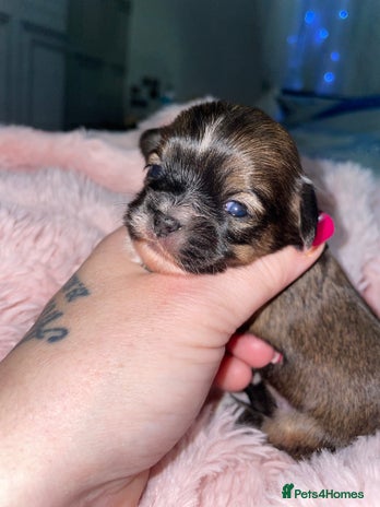 Mixed Breed dogs Puppies - Advert 10