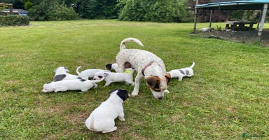 Mixed Breed dogs - Advert 1