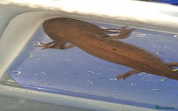 Axolotl reptiles for sale: Adult axolotls & wild babies  - Image 1