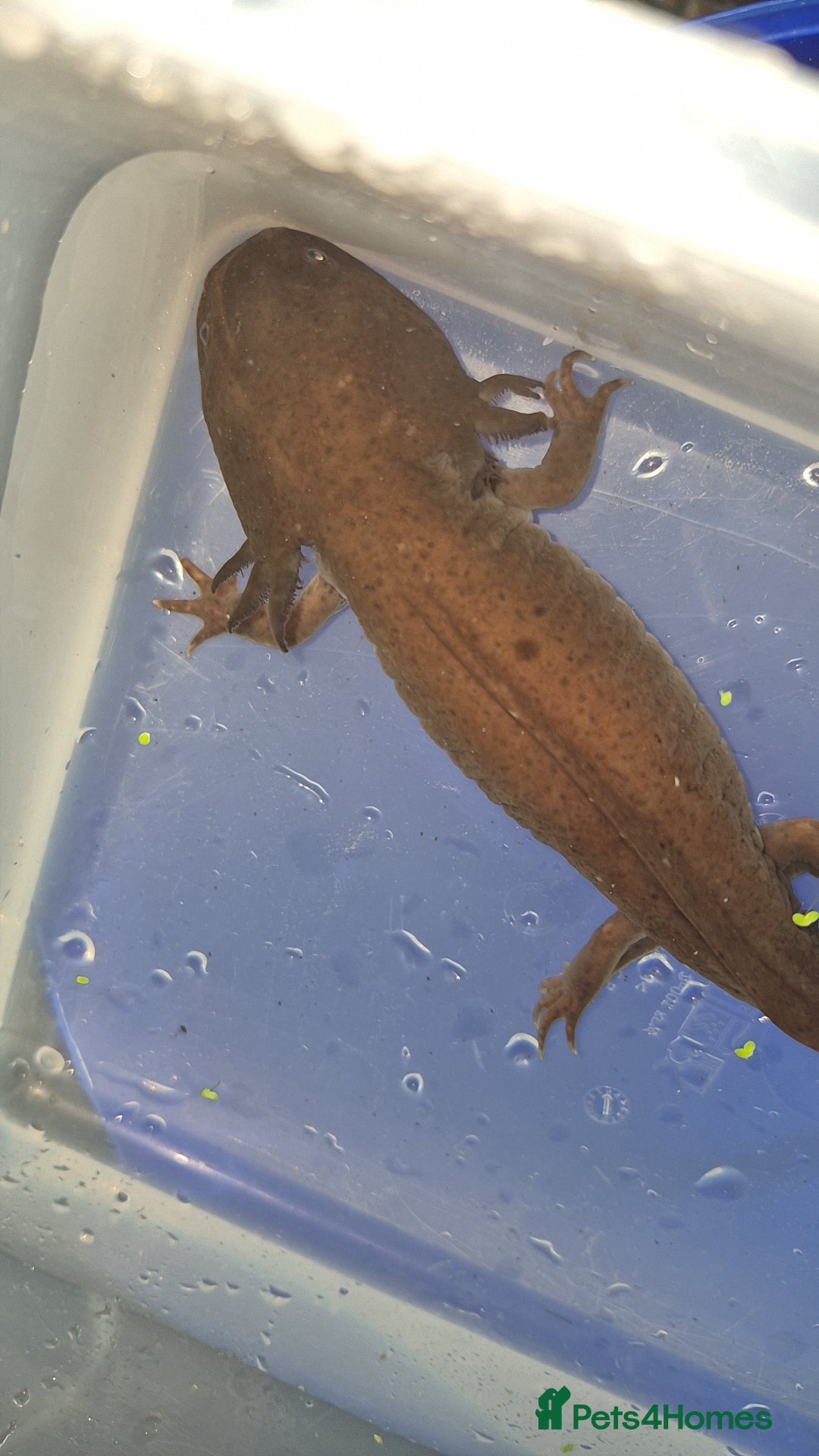 Axolotl reptiles for sale: Adult axolotls & wild babies  - Image 1