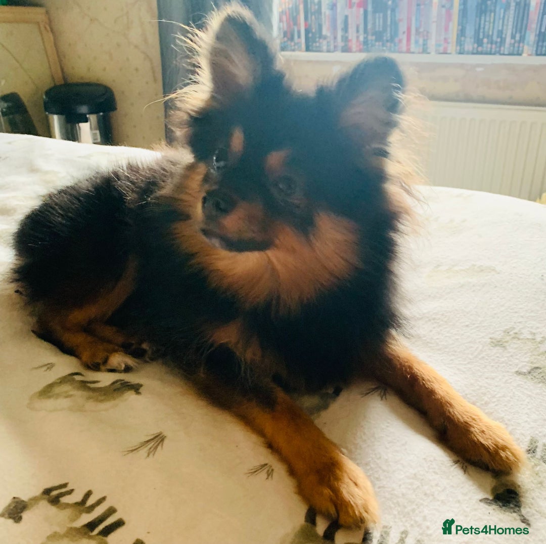Pomeranian dogs for sale: Milo 6 Month old Pomeranian Teddy Bear puppy - Advert 1
