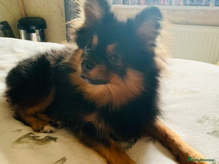 Pomeranian dogs Milo 6 Month old Pomeranian Teddy Bear puppy - Advert 10