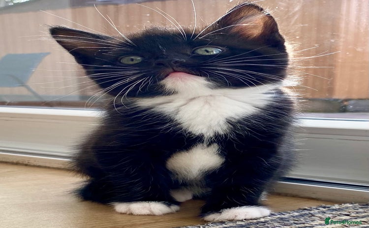 Mixed Breed cats - Advert 3