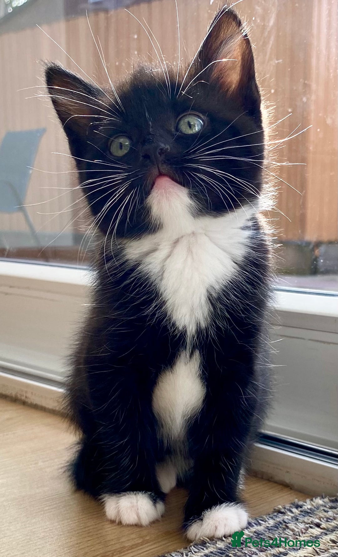 Mixed Breed cats for sale: Lovely, amazing Tabby girl looking for home💘 - Image 2