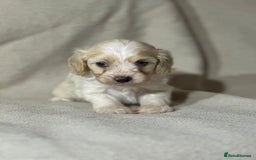 Cavapoo dogs for sale: Gorgeous Cavapoo Puppies  - Image 4